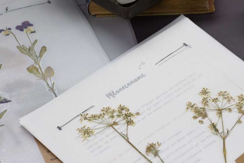 Herbarium Vorlagen –– Finde die richtige Vorlage für dein Herbarium-Projekt. Nutze unsere Herbarium Vorlagen und erstelle dein eigenes Herbarium.