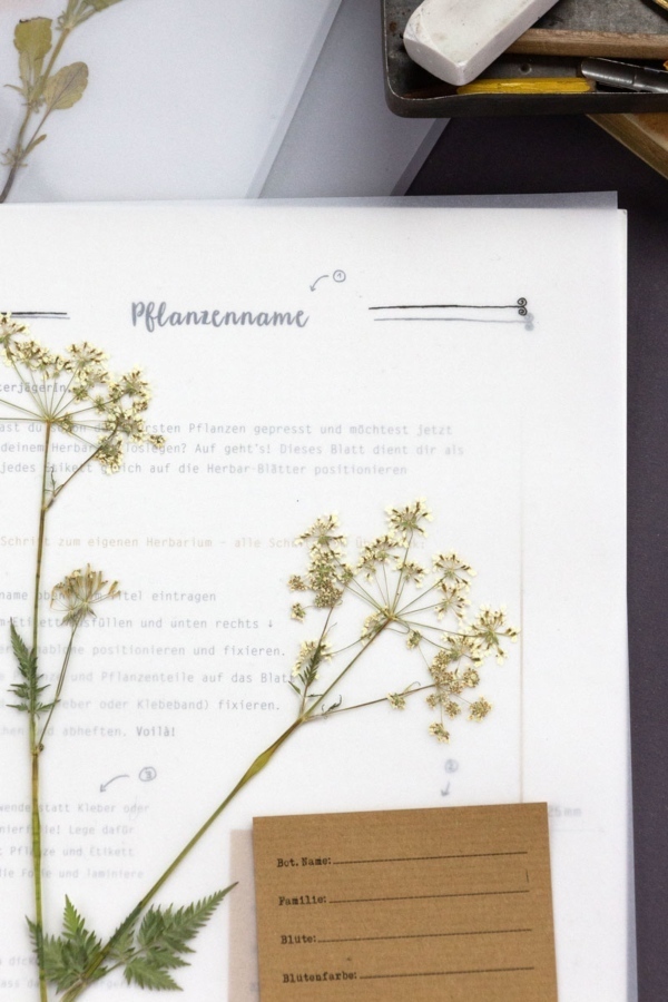 Herbarium-Vorlagen –– Vorlagen für dein eigenes Herbarium-Projekt. Nutze unsere Herbarium-Vorlagen und erstelle dein eigenes Herbarium.